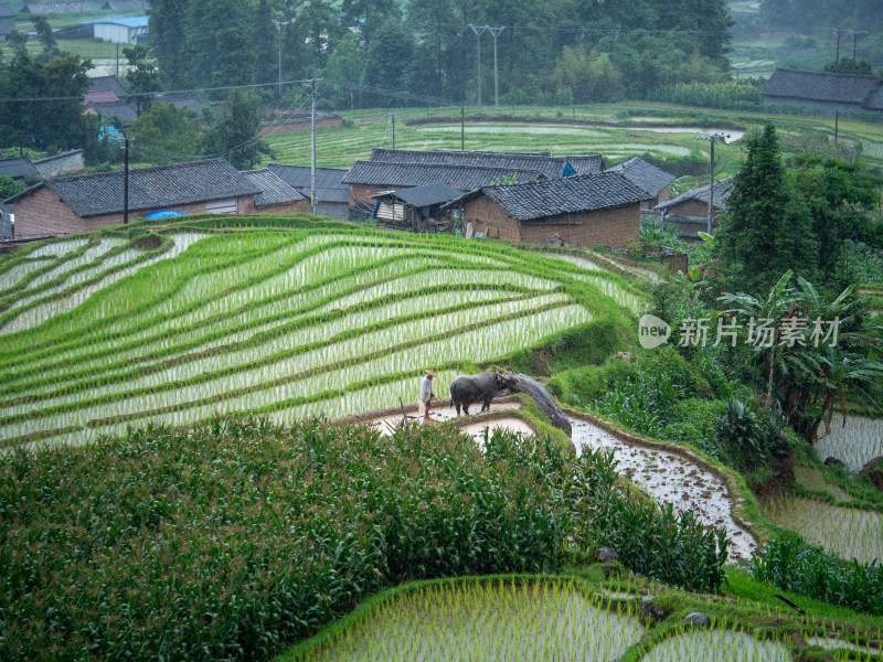 乡村风景中农民与耕牛在梯田劳作