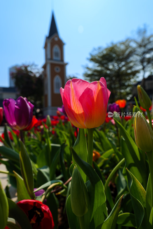 阳光下的郁金香花丛特写