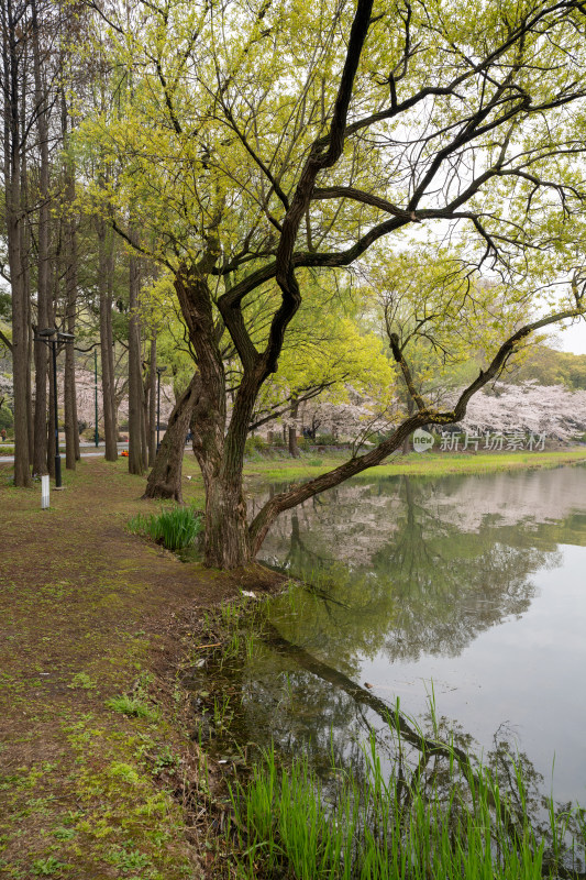 江苏无锡鼋头渚景区