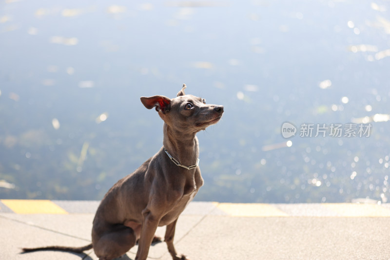 坐在湖边的意大利小灵缇犬