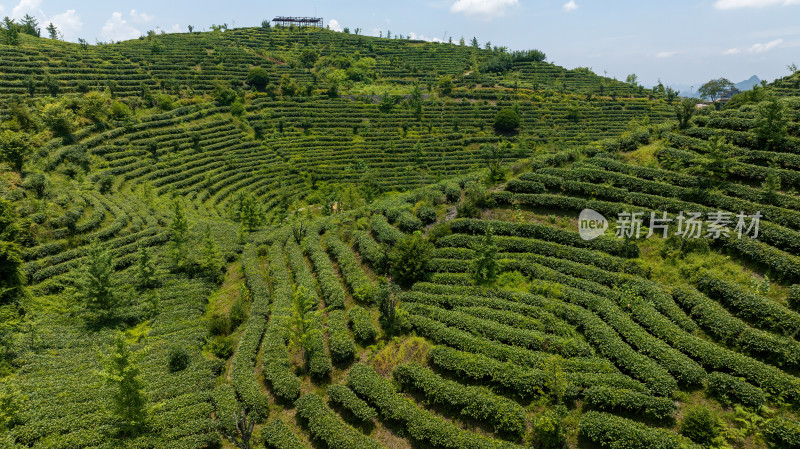 茶叶茶山茶艺茶园采茶茶红茶绿茶春茶茶叶茶