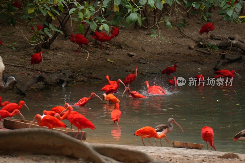 湿地边的红色鸟类