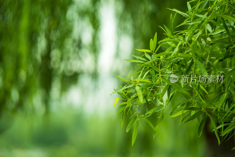 绿色竹叶背景