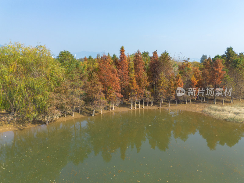 福州多彩树林沿水域分布的自然风景航拍