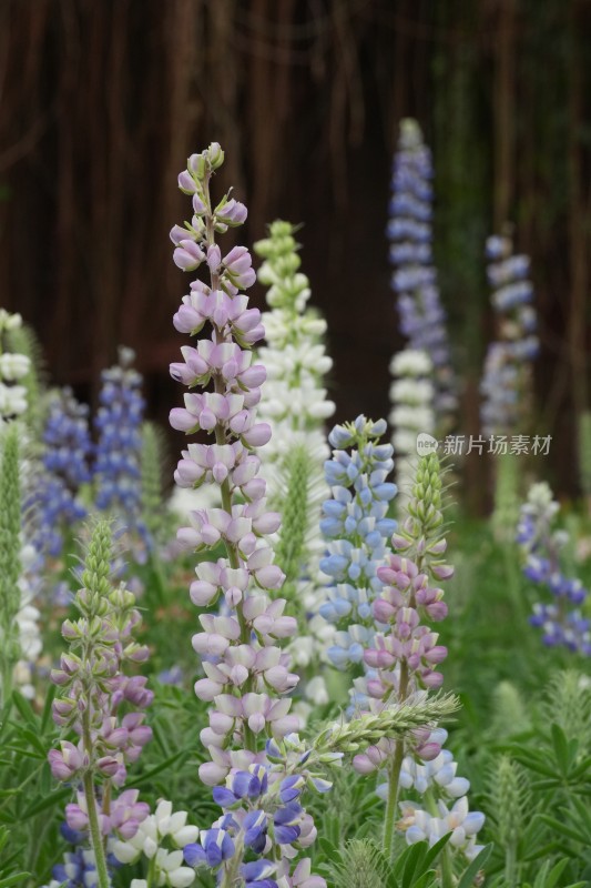 千灯湖多彩羽扇豆花特写