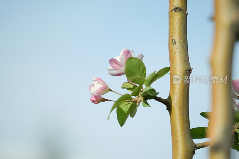 树枝上绽放的粉白相间的花朵