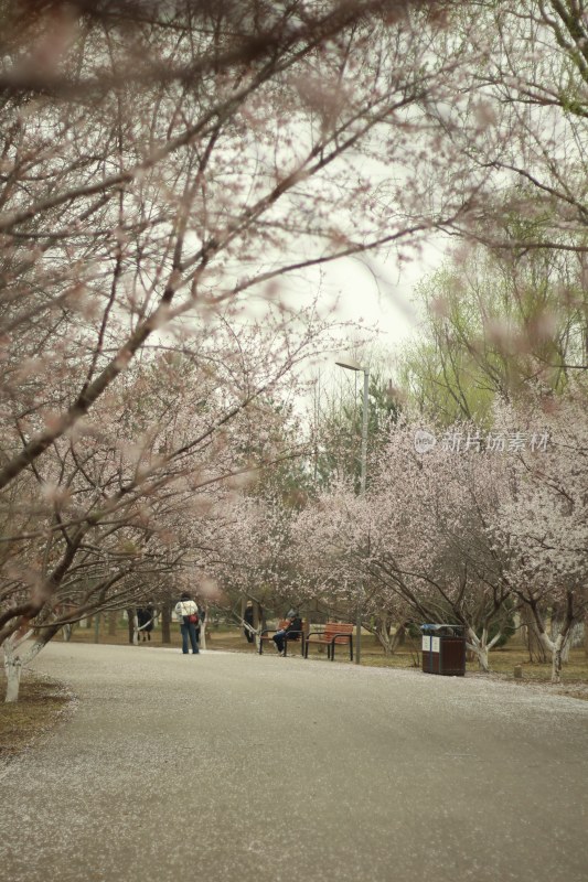 公园樱花树下休闲场景