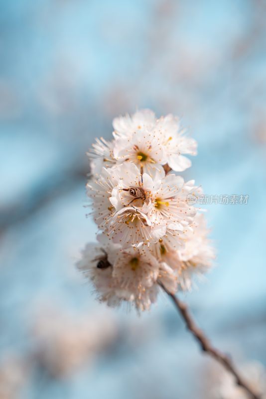 春季盛开的樱花