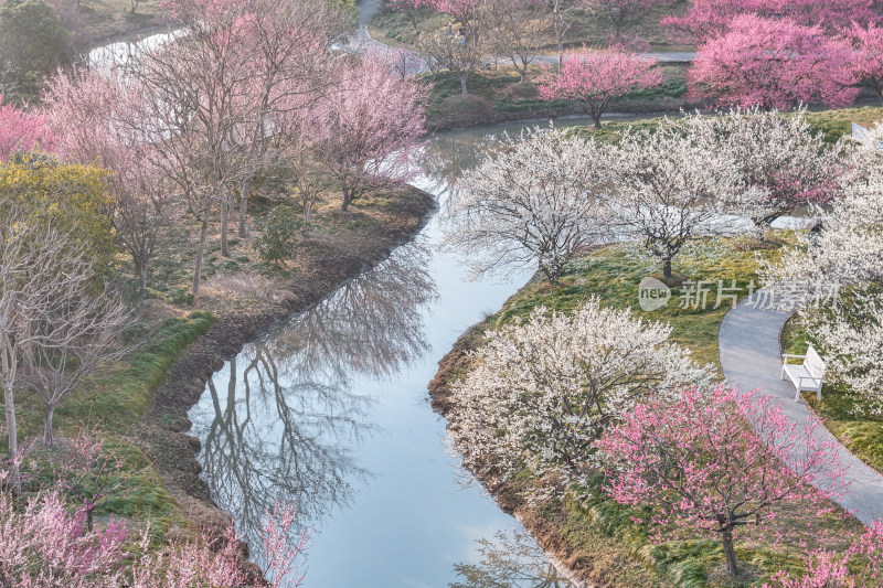 花开海上梅花节