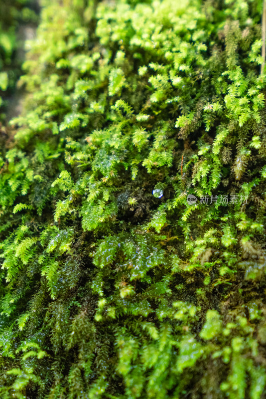 微景观植物植被苔藓水珠