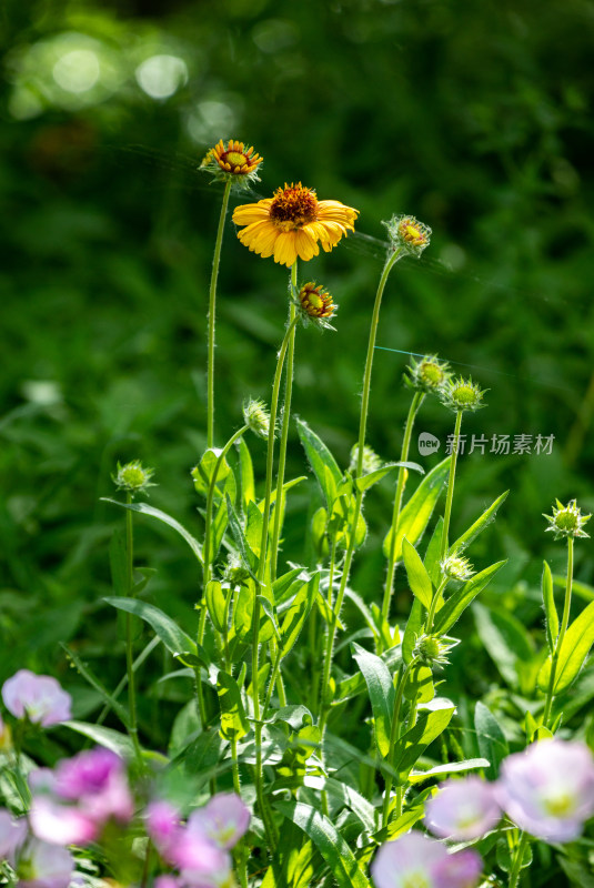 三门峡陕州公园盛开的花