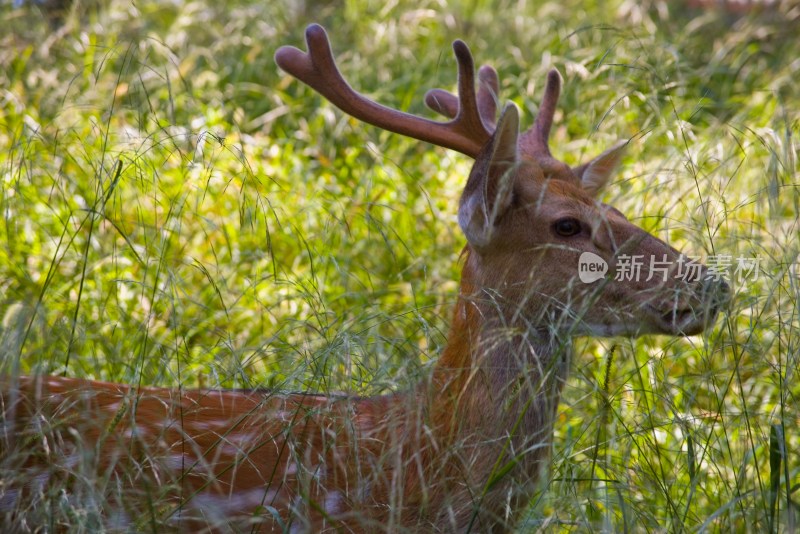 承德避暑山庄鹿