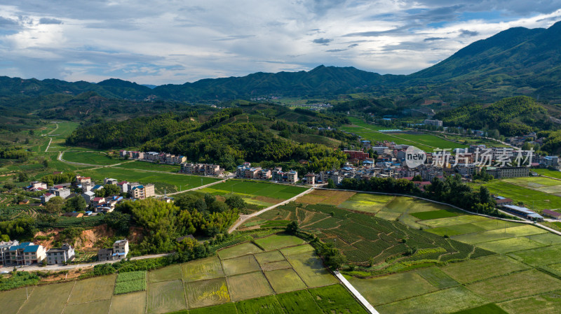 航拍乡村绿色稻田 乡村振兴