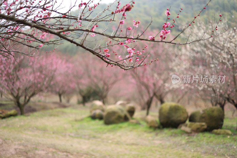 一片红色梅花