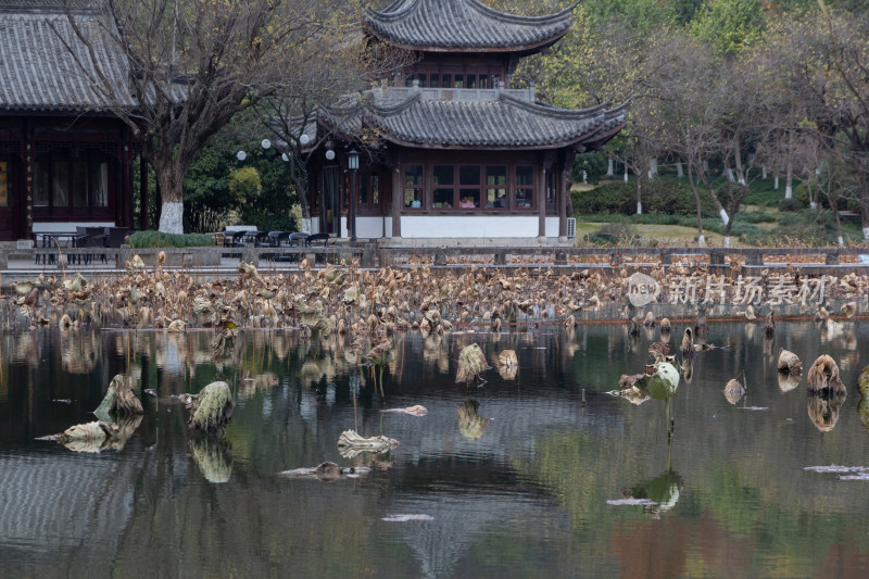 湘湖水中枯萎的残荷景象