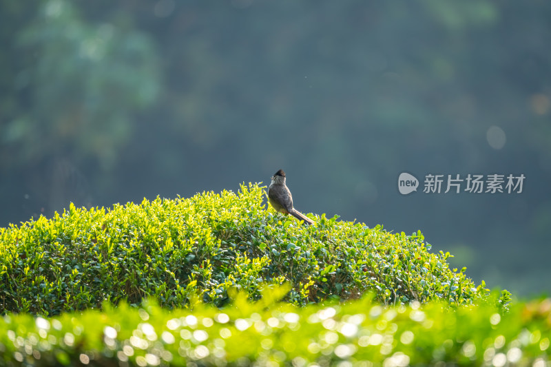 栖息在植物上的白喉红臀鹎