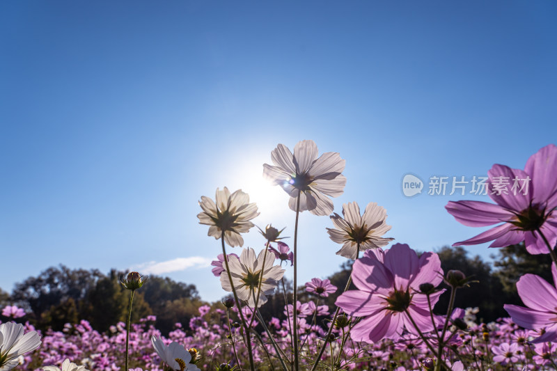 日出格桑花特写