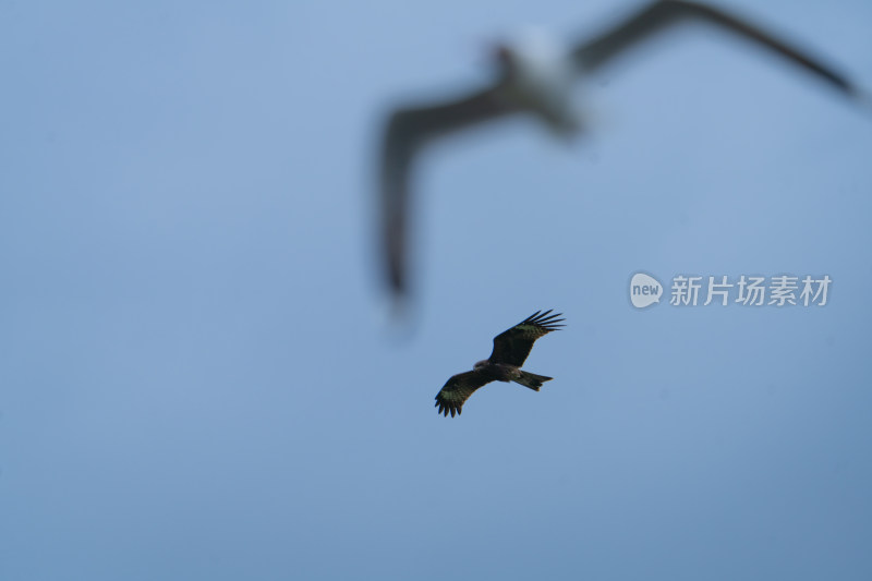 若尔盖花湖景区海鸥