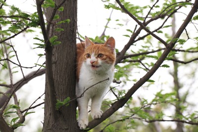 可爱的猫咪