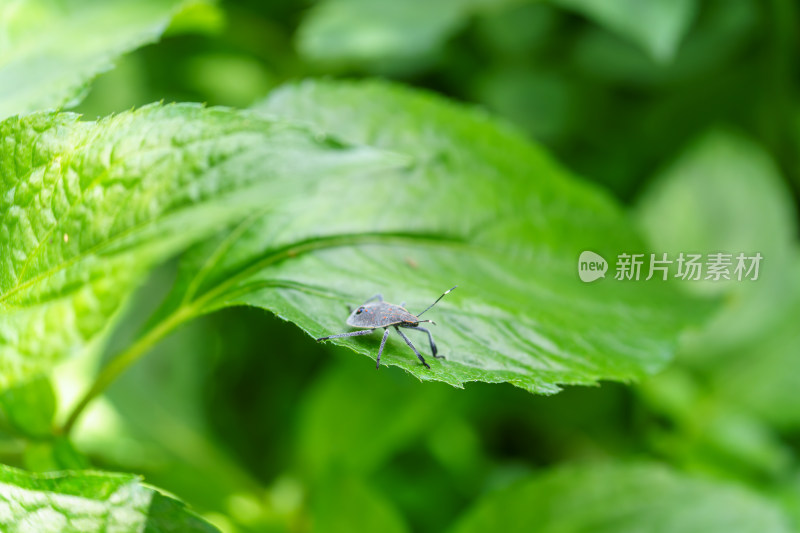 叶上麻皮蝽昆虫特写