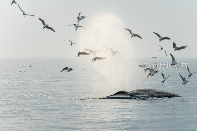 涠洲岛布氏鲸出水呼吸