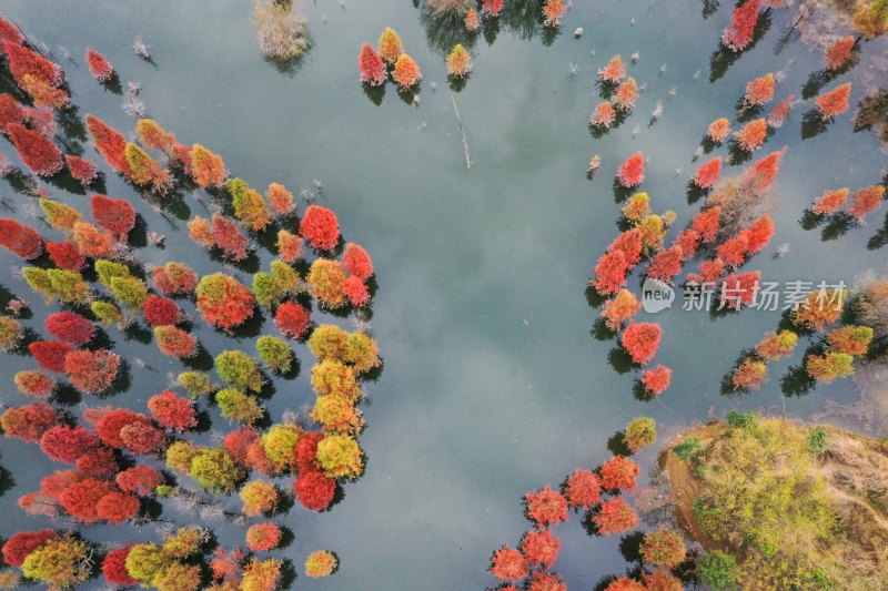 昆明市甸尾水杉林