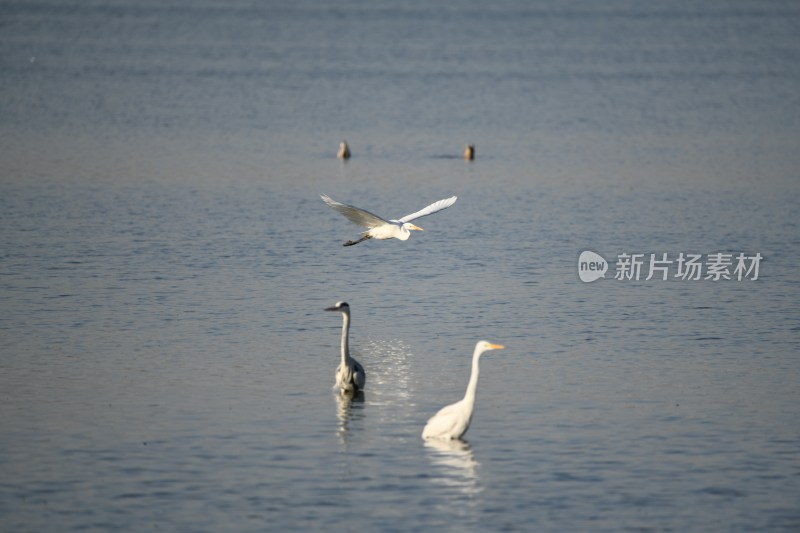 湿地中野生白鹭