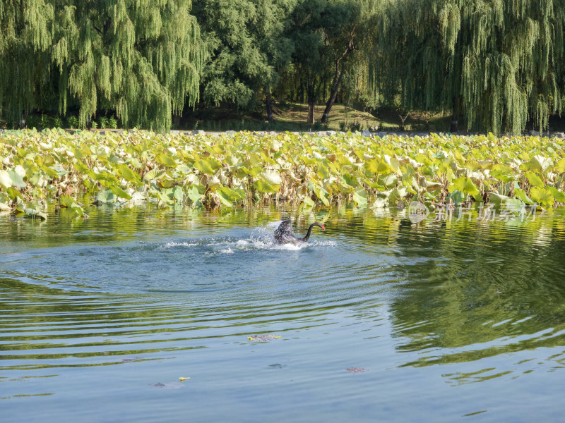 湖面黑天鹅戏水荷叶相伴
