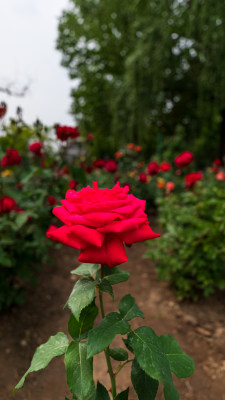 月季花开特写