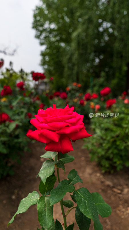 月季花开特写