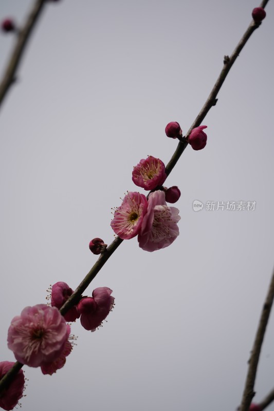 娇艳红梅盛开的花枝特写