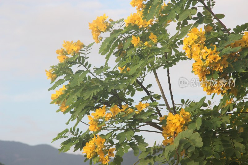 广东东莞：黄槐花开灿烂