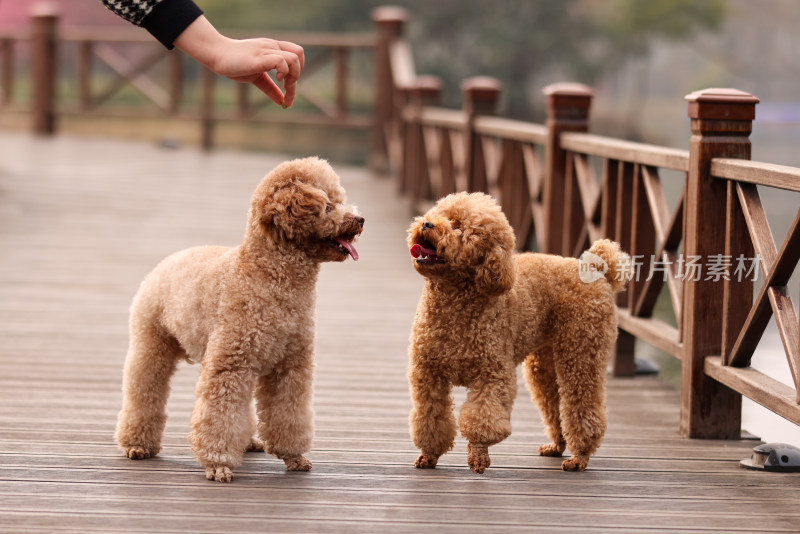 两只在栈道上玩耍的泰迪犬