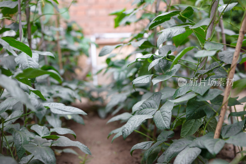 菜园里种植的豆角