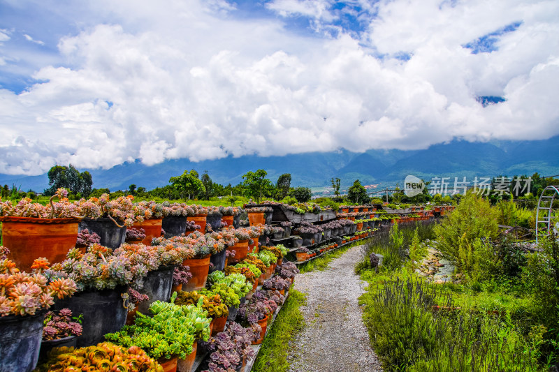 山峦间的多肉植物园