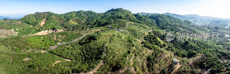 中国广东省汕尾市陆丰市华侨农场油柑种植园