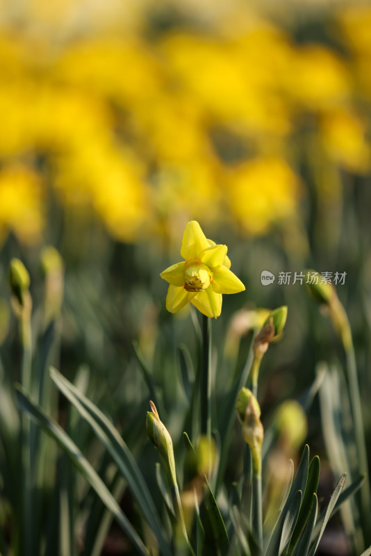 杭州太子湾公园绽放的一朵黄色郁金香