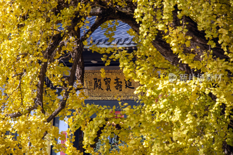 慧济寺延寿宝殿与银杏叶