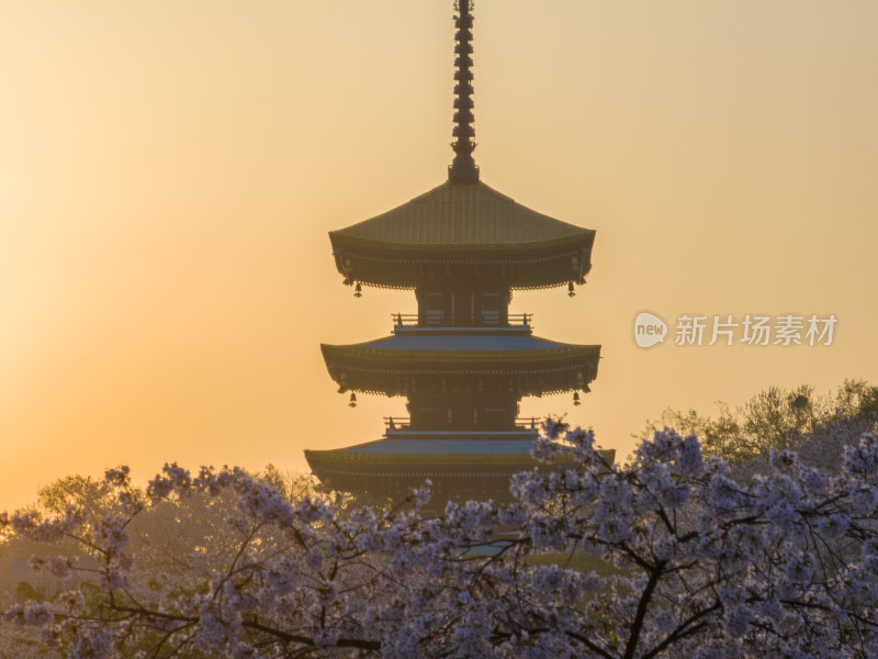 武汉东湖磨山樱花园樱花盛开