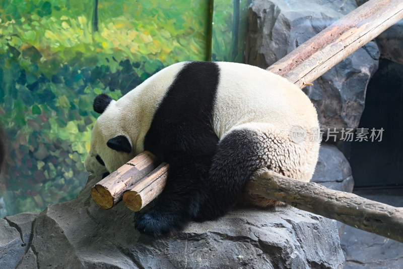大熊猫趴在木头上休息