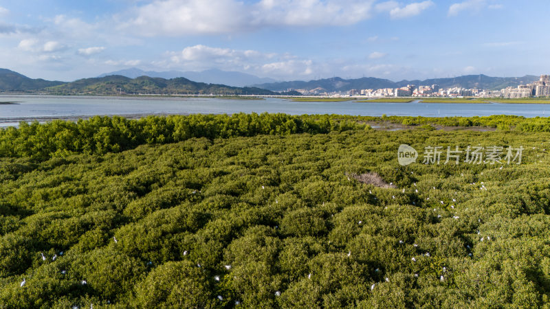 白鹭鸟巢育雏求偶嬉戏