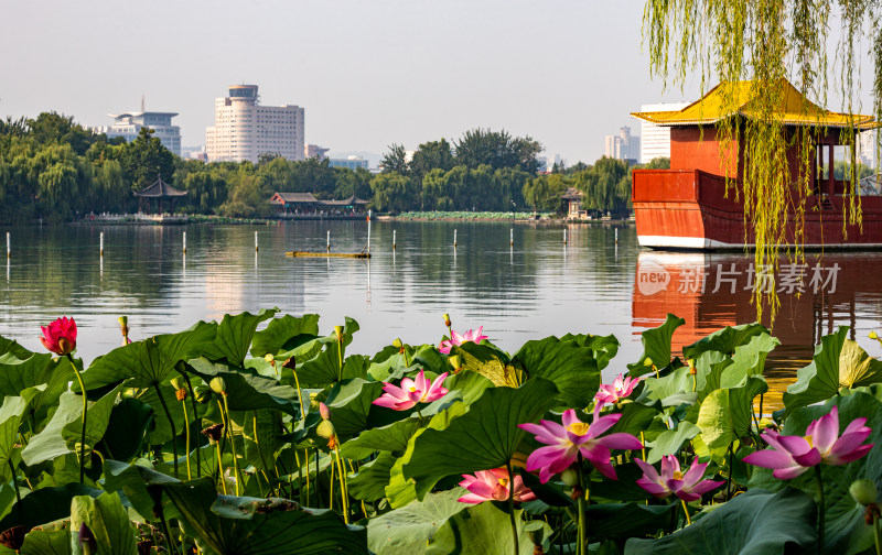 山东济南大明湖风景区夏日荷花景点景观