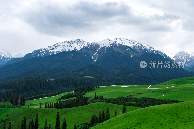 新疆伊犁恰西雪山森林草原风光