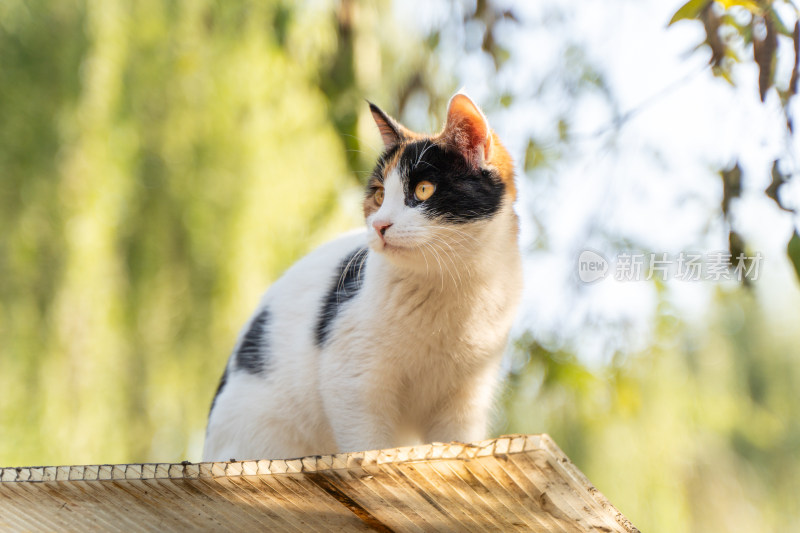 三色花猫在户外木板上的特写