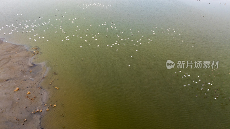 杭州大江东大湾区湿地公园候鸟栖息地