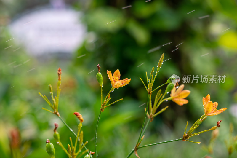 橙色开花植物射干花