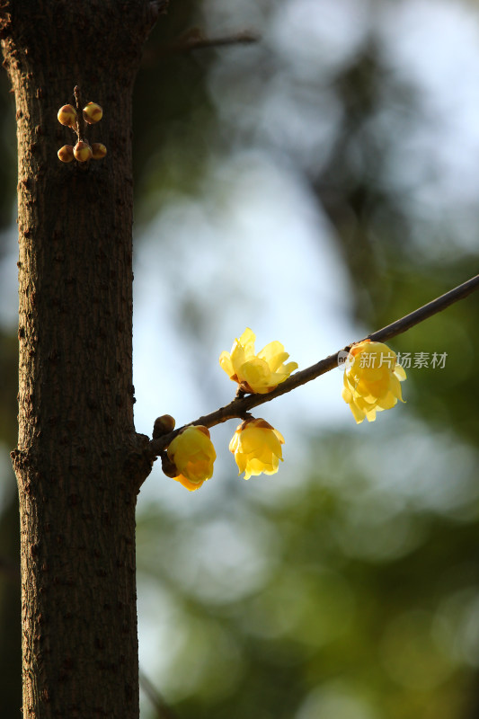 冬天腊月盛开的蜡梅花