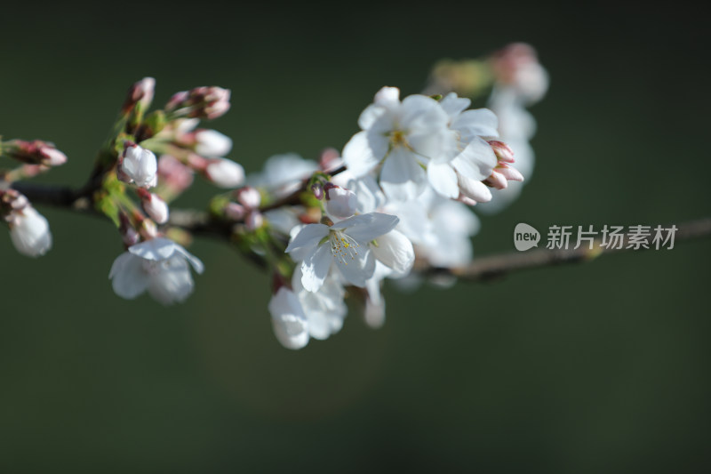 春天盛开的樱花特写