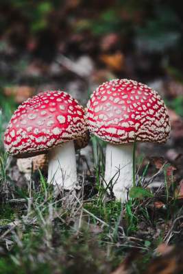 野生菌，森林里的菌，菌类