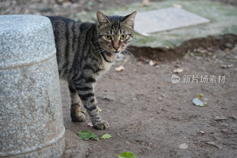 石墩后的狸花猫